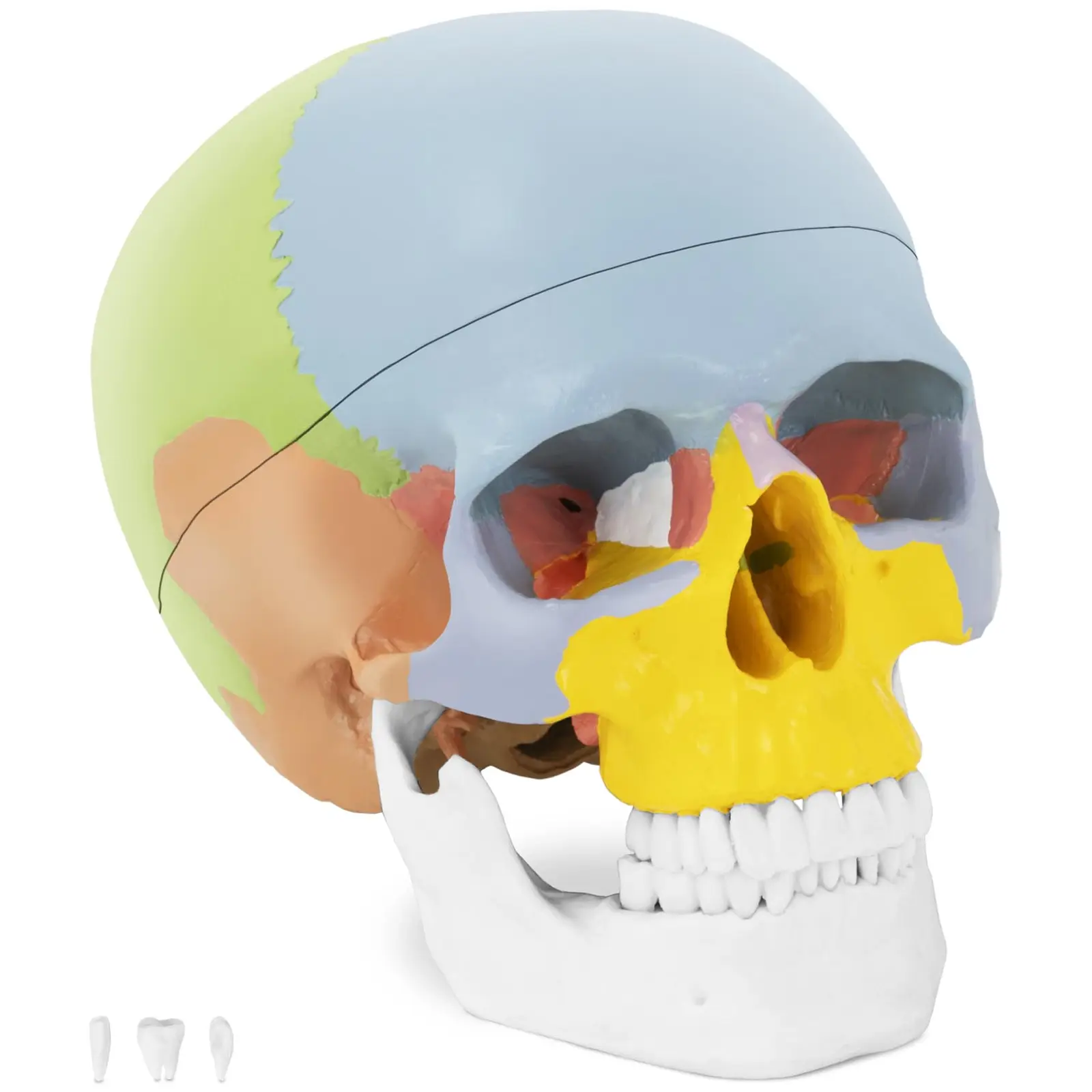 Anatomisch model schedel - in kleur