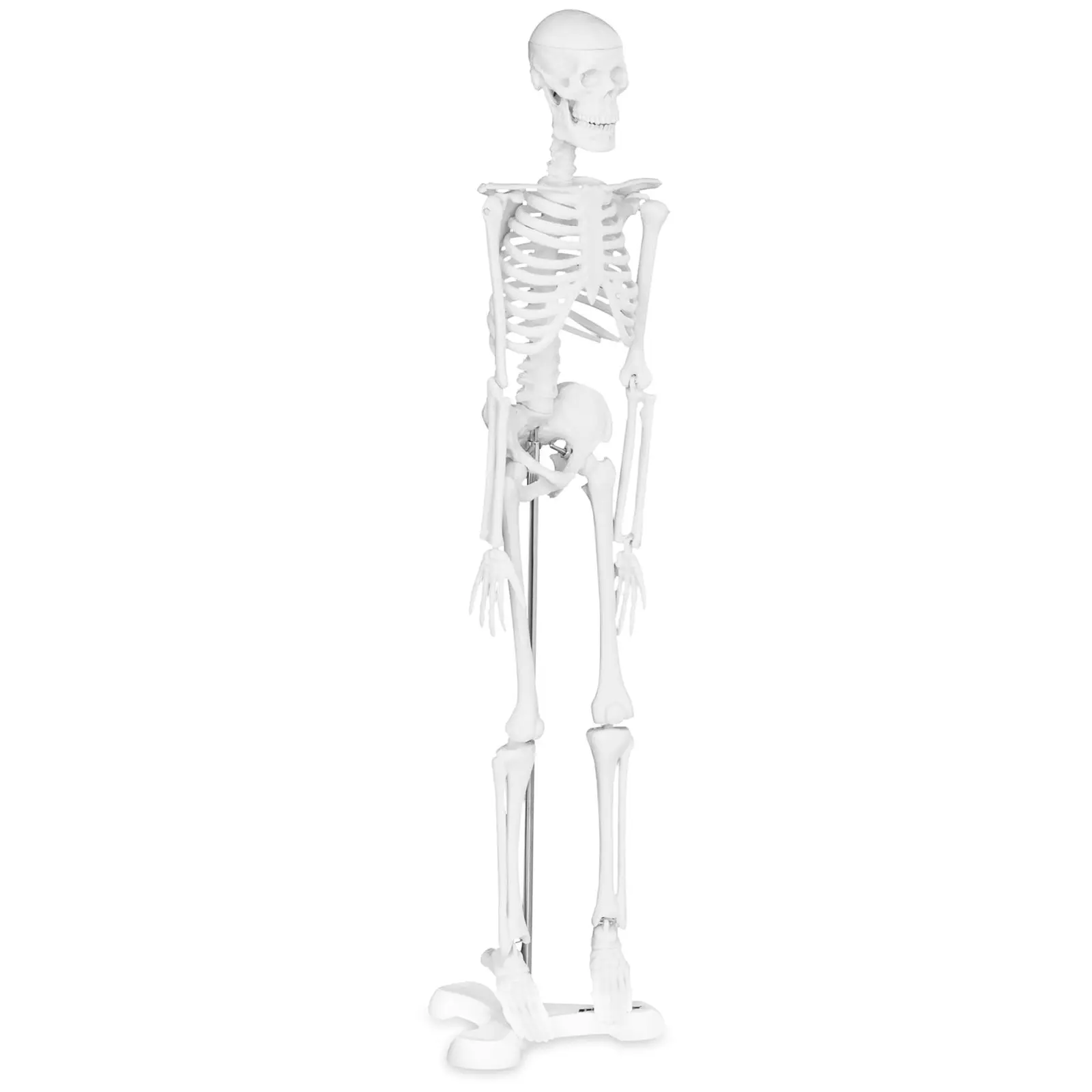 Anatomisch model mini skelet 45 cm - verhouding 1:4