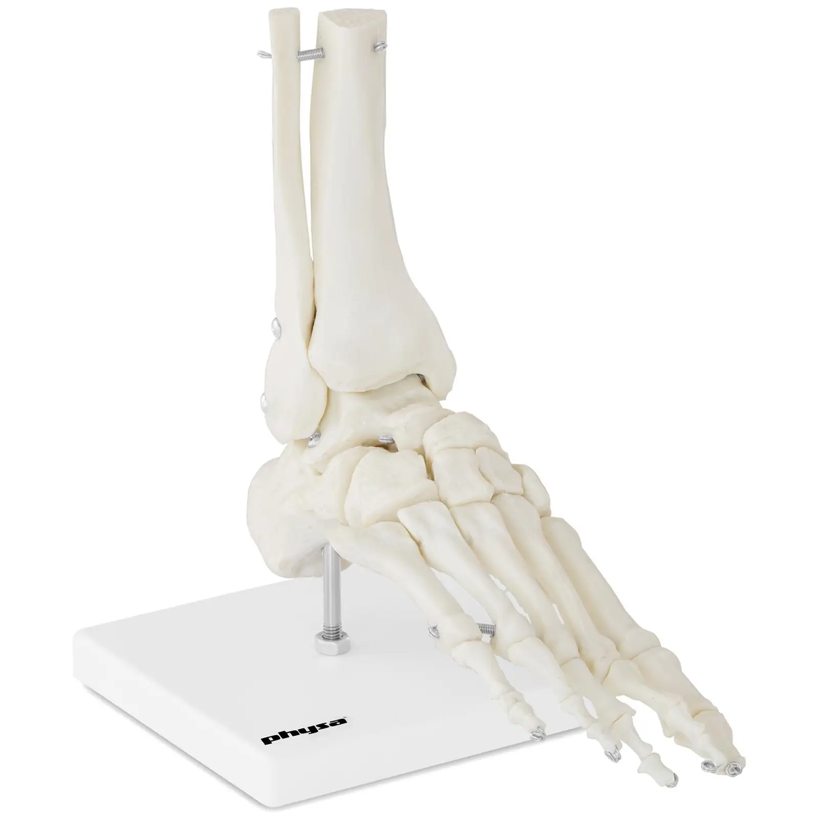 Anatomisch model skeletvoet