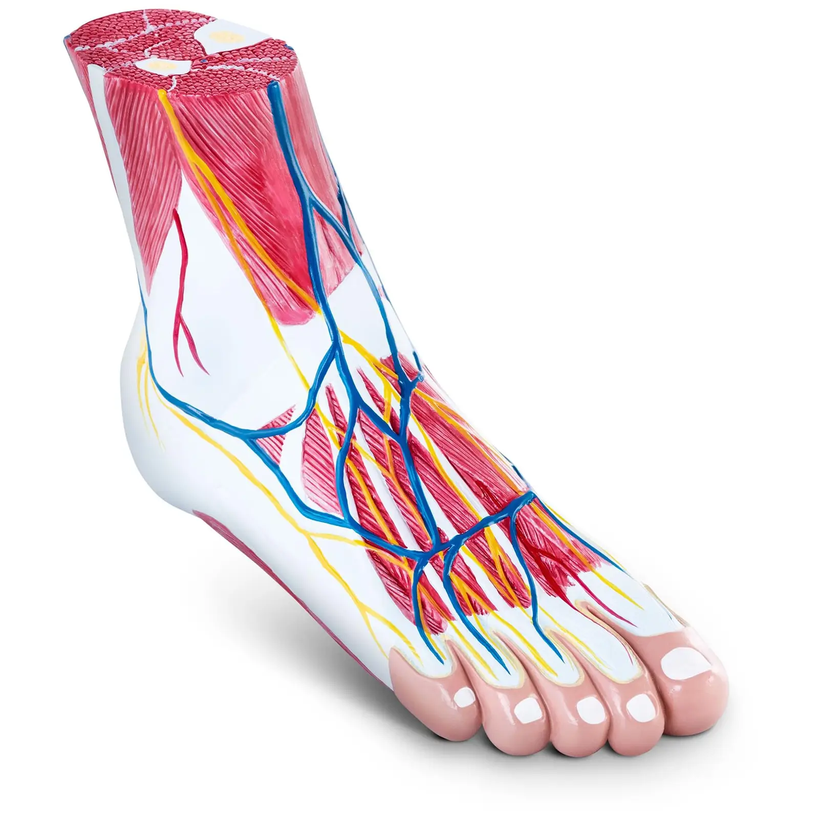 Anatomiemodel - voet - drie delen - originele grootte - spierdegeneratie